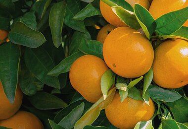 薩摩農機は電気柵をはじめとした害獣対策で土地や農地を守る会社ですのイメージ