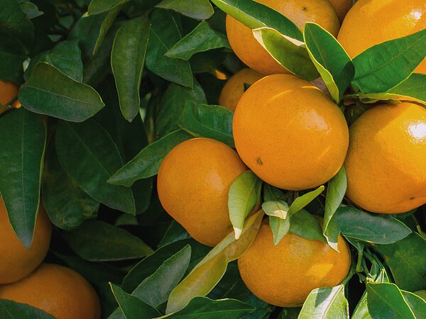 薩摩農機は電気柵をはじめとした害獣対策で土地や農地を守る会社ですの画像